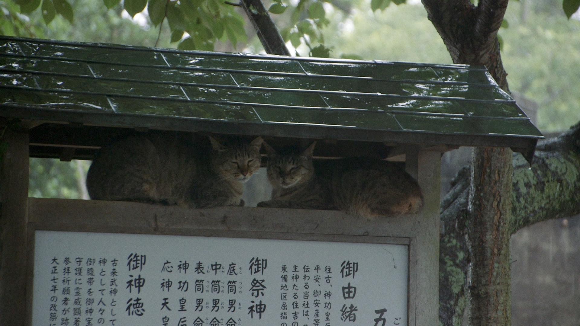 Bilder aus Die Katzen vom Gokogu-Schrein