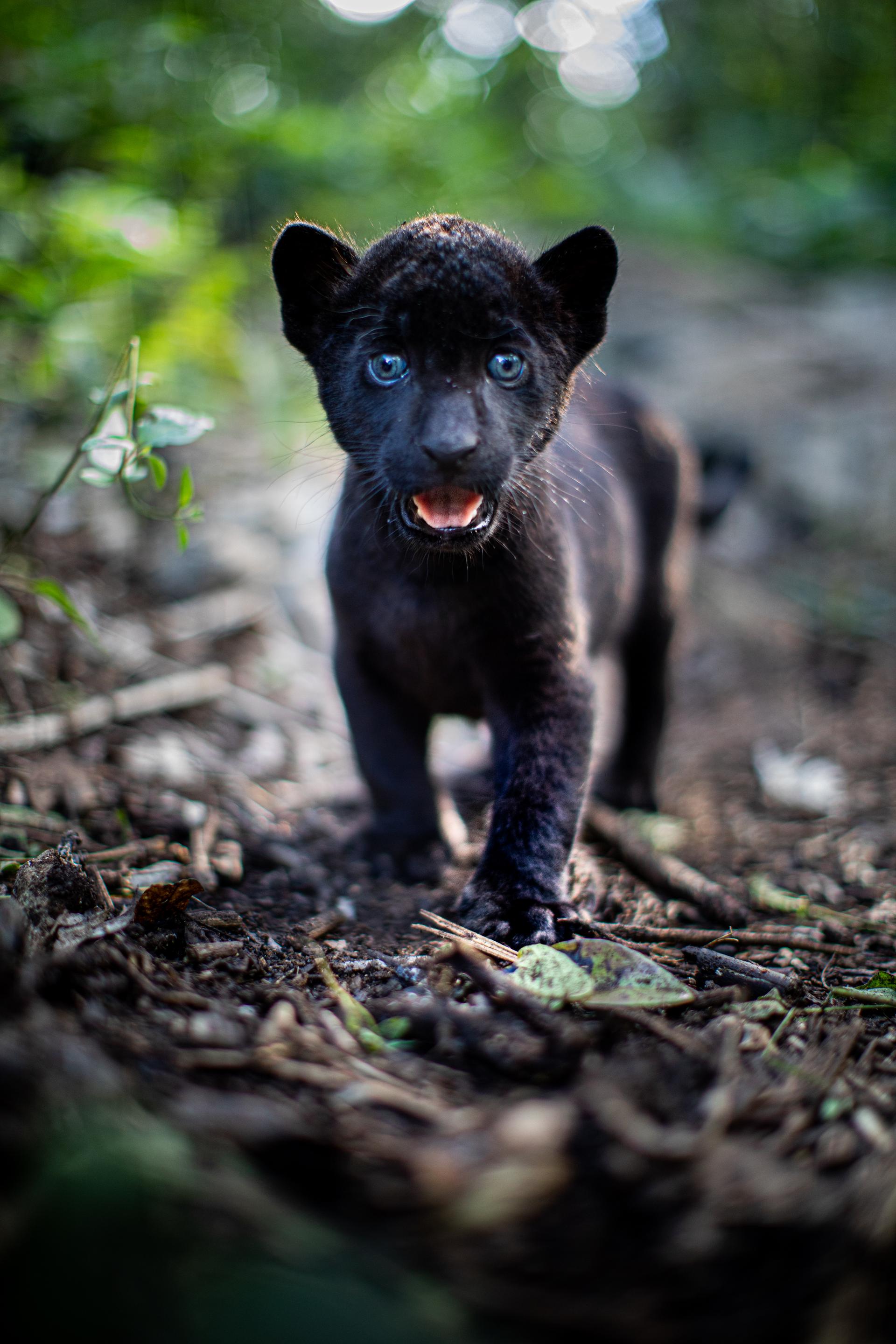 Bilder aus Ella und der schwarze Jaguar