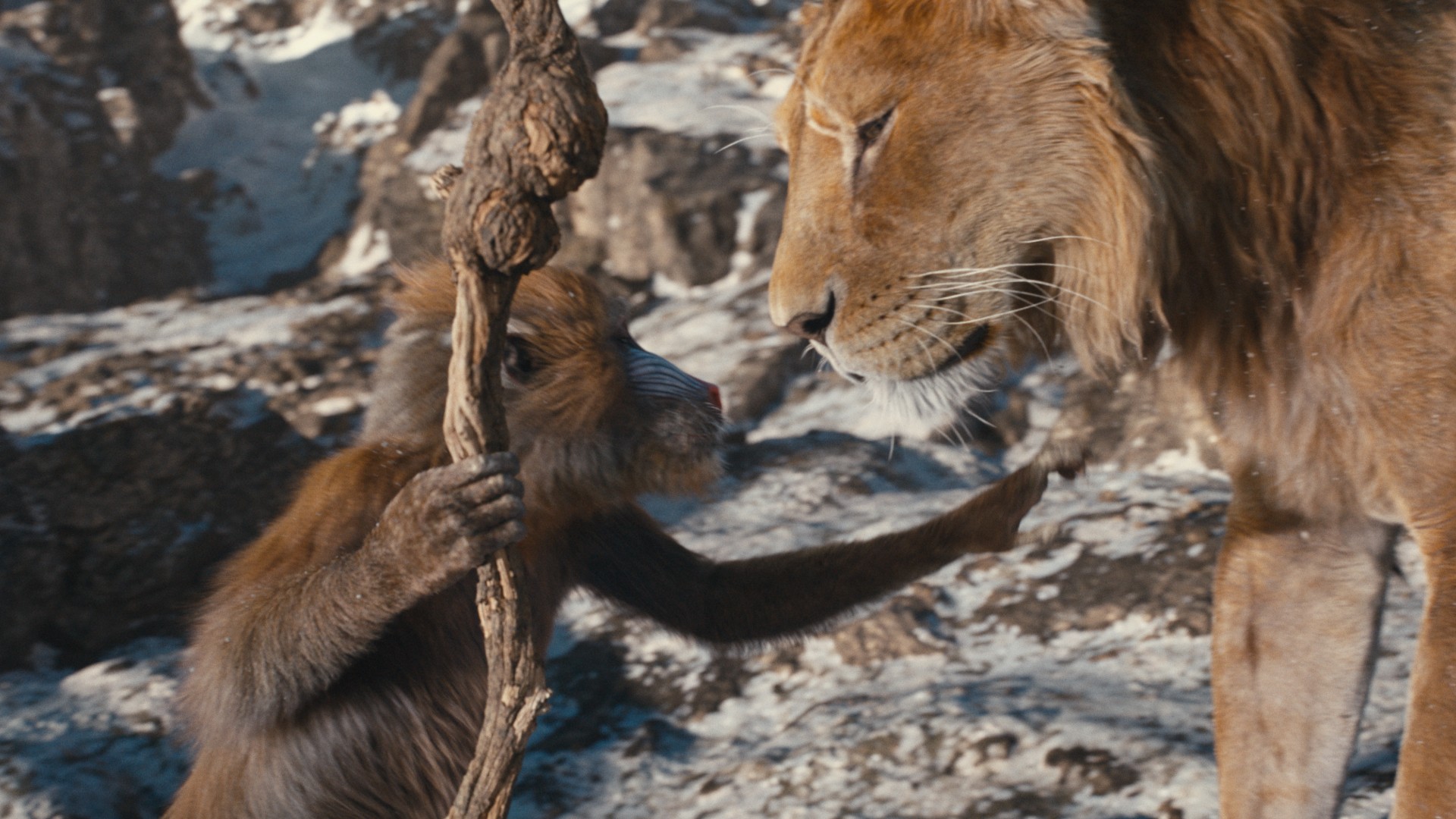 Bilder aus Mufasa: Der König der Löwen