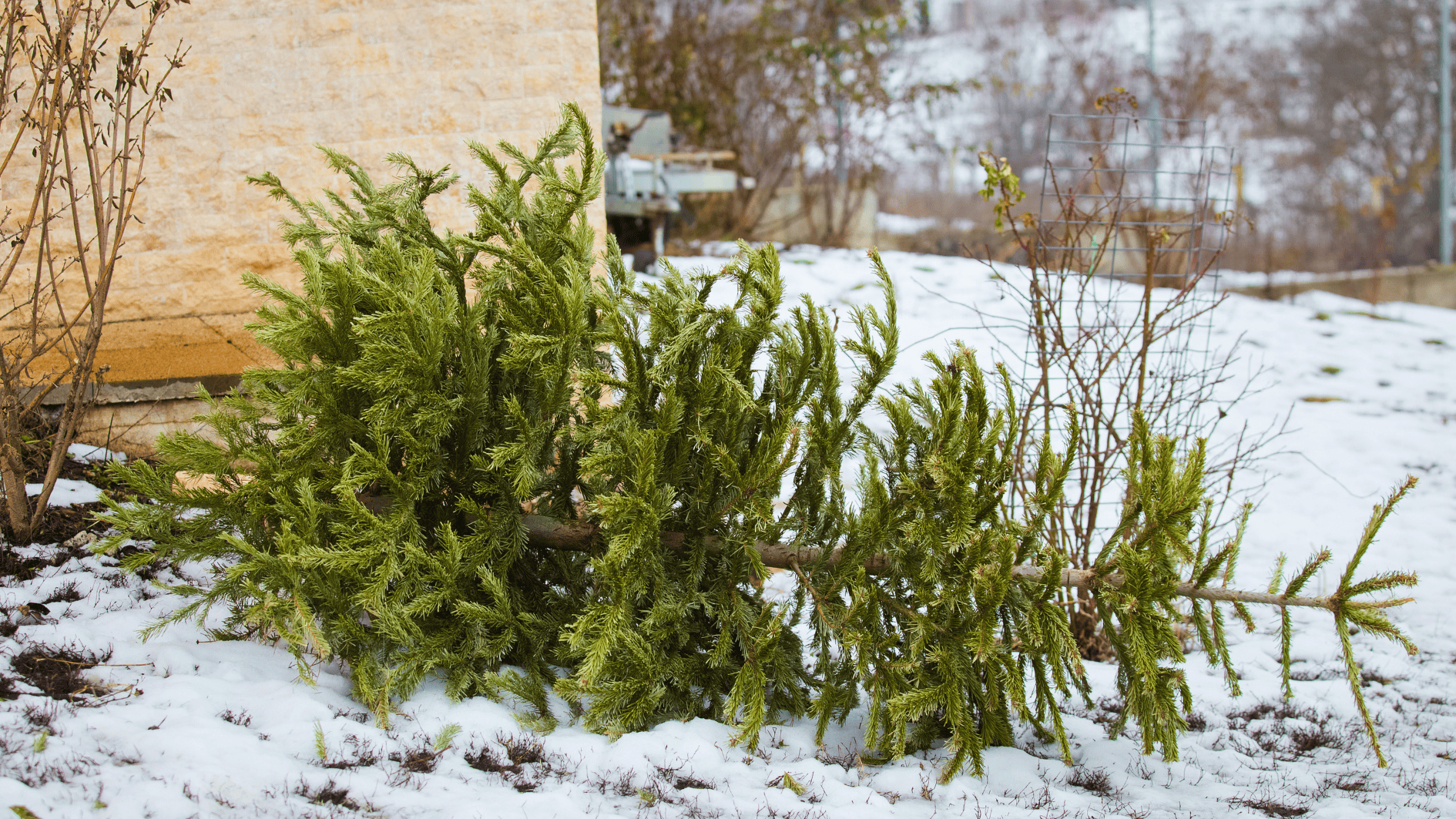 Christbaum / Weihnachtsbaum entsorgen in München