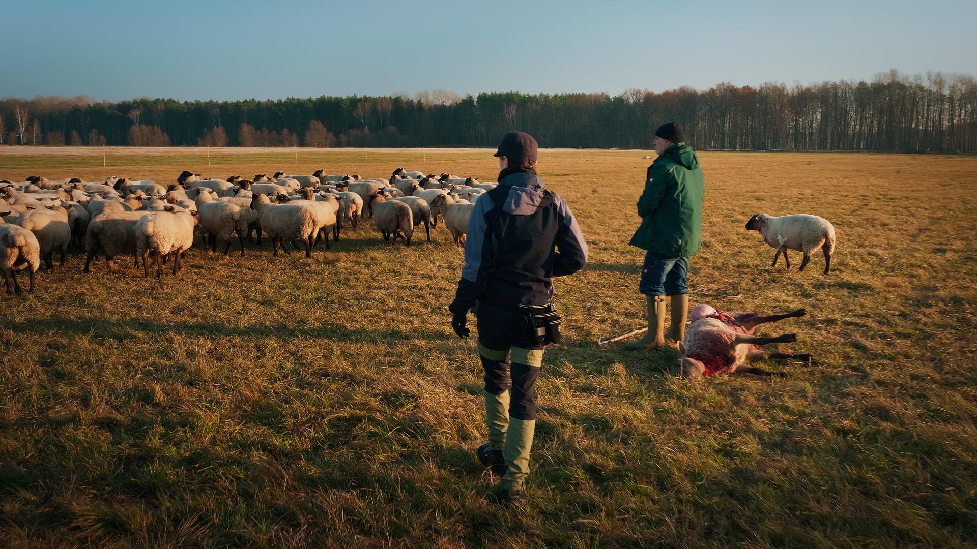 Bilder aus Im Land der Wölfe