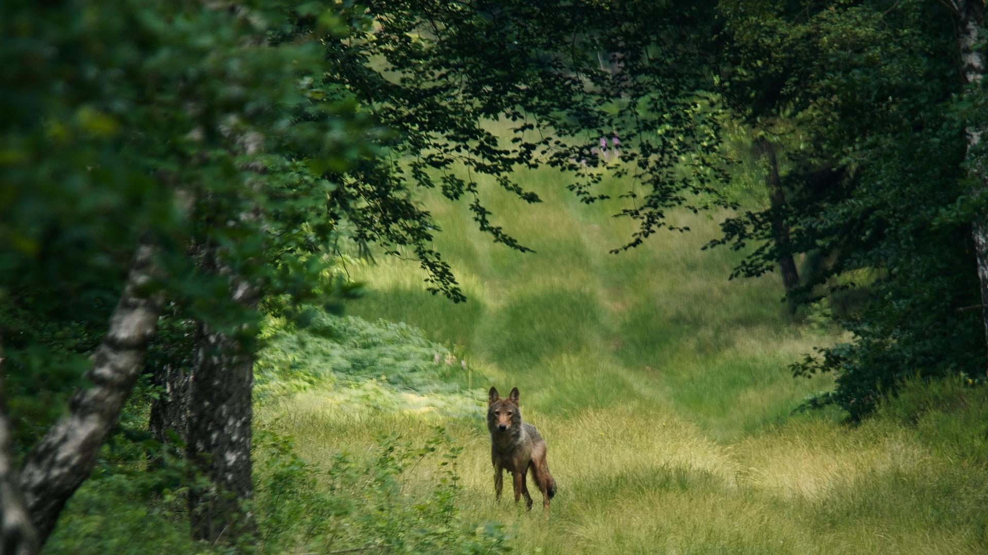 Bilder aus Im Land der Wölfe