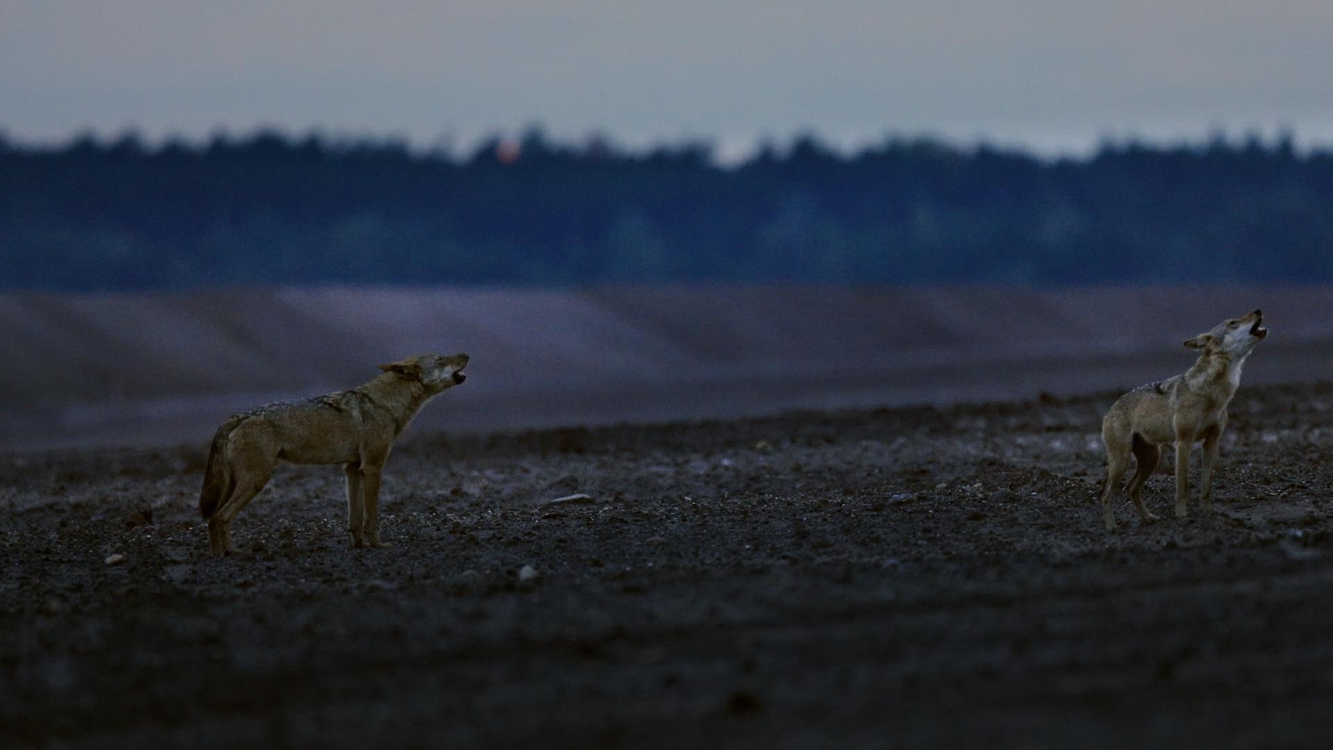 Bilder aus Im Land der Wölfe