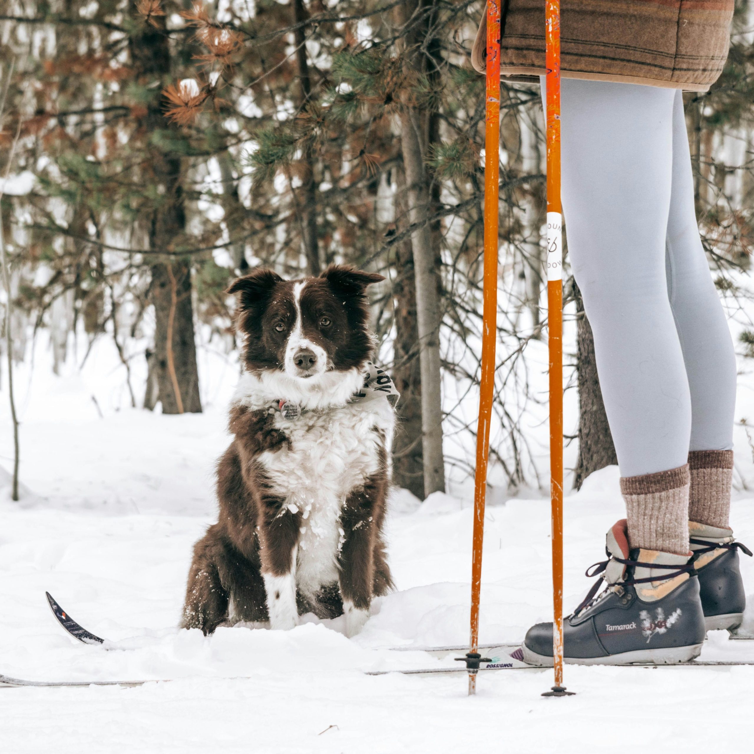 Langlaufen mit Hund in München