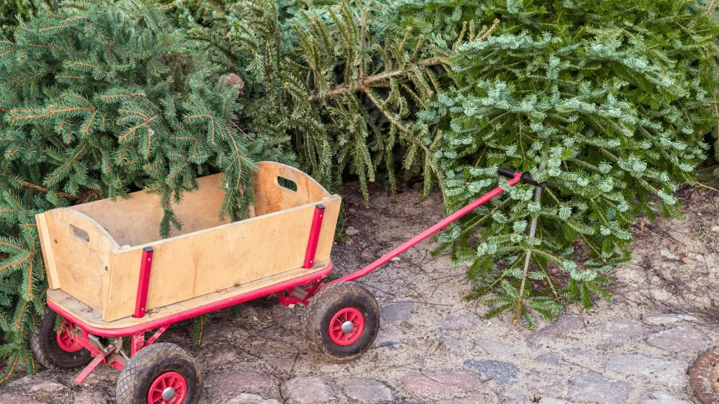 Weihnachtsbaum / Christbaum entsorgen München