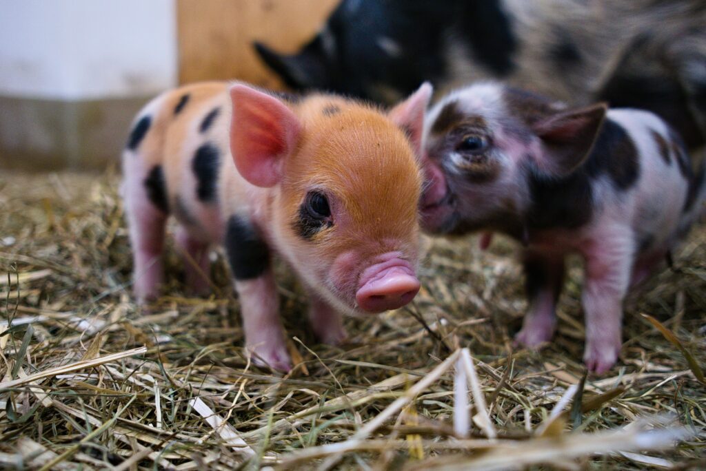 Tierpark Hellabrunn, Zoo München: Kunekune-Jungtiere