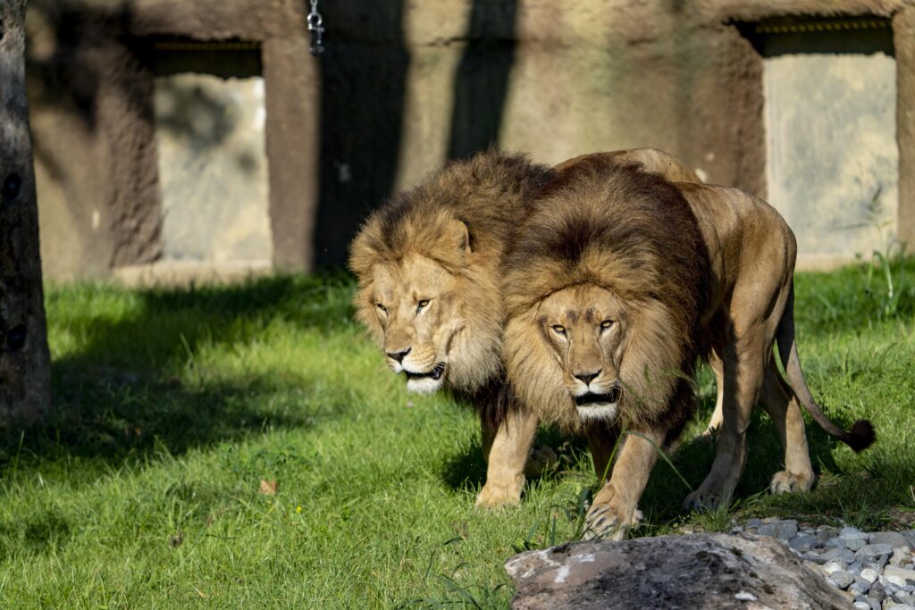 Tierpark Hellabrunn, Zoo München: Löwenanlage