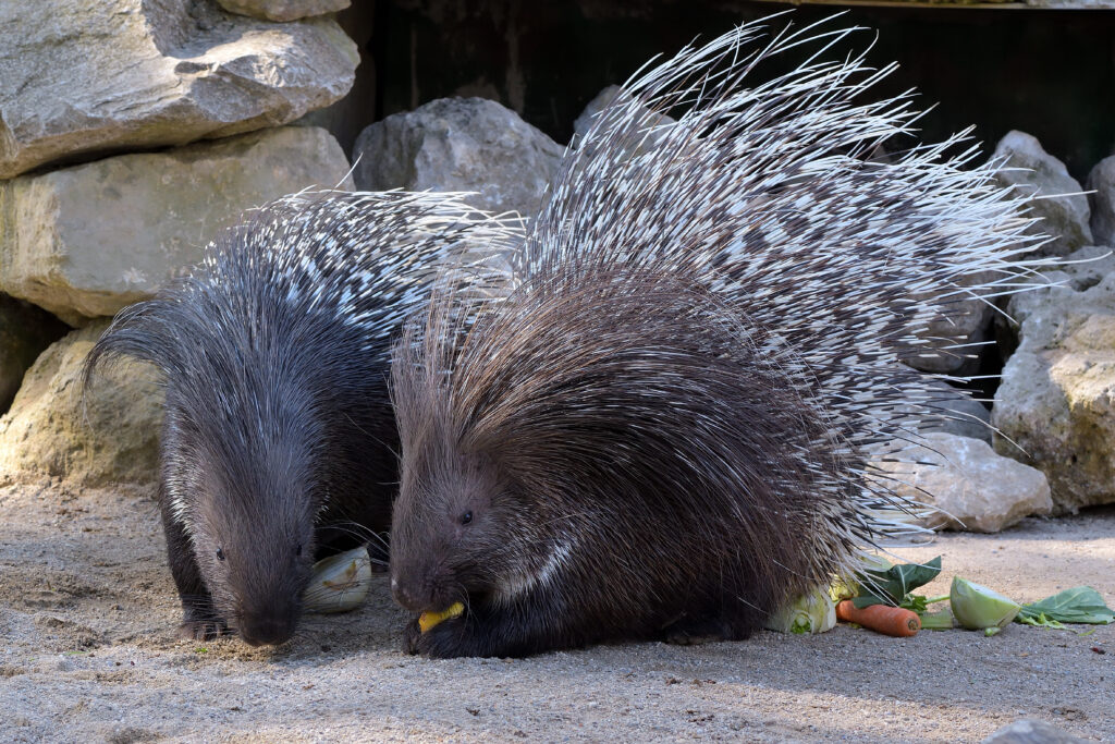 Tierpark Hellabrunn, Zoo München: Stachelschweine