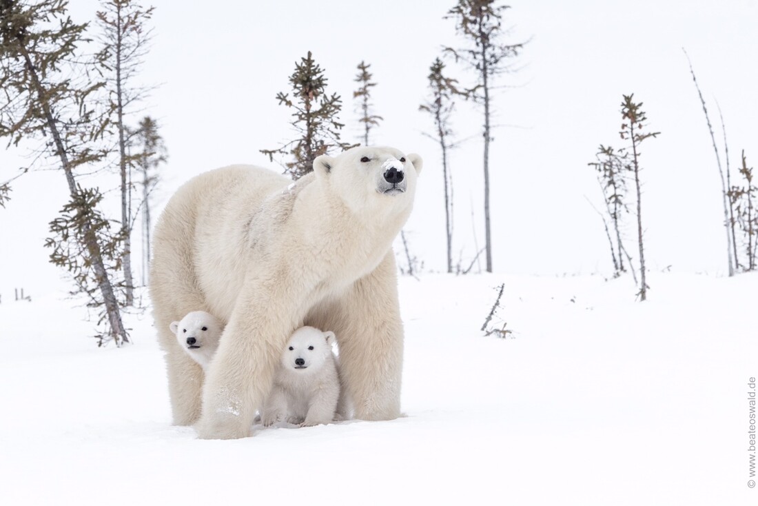 Wildtiere des gefrorenen Nordens