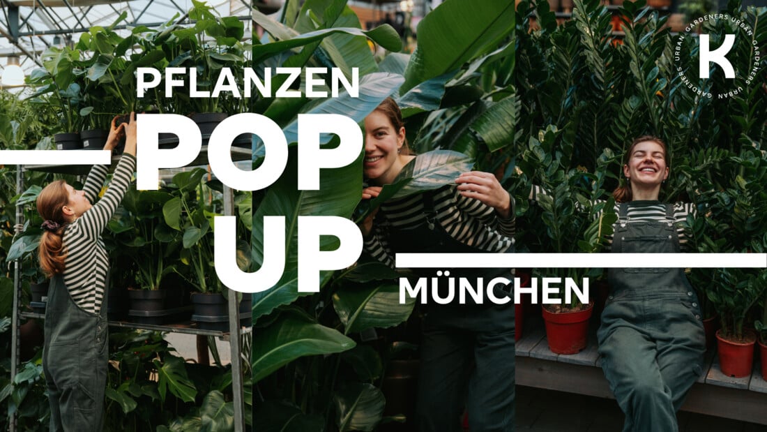 Pflanzen-Pop-Up