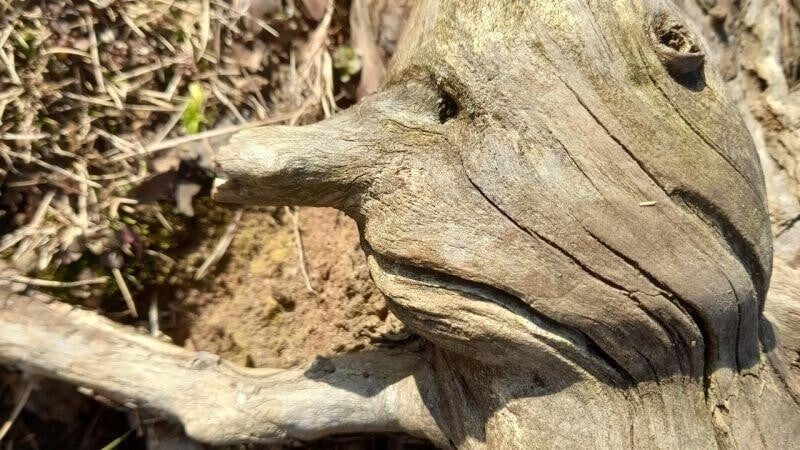 Marion Heidenblut: Ich möchte nicht dein Baum sein