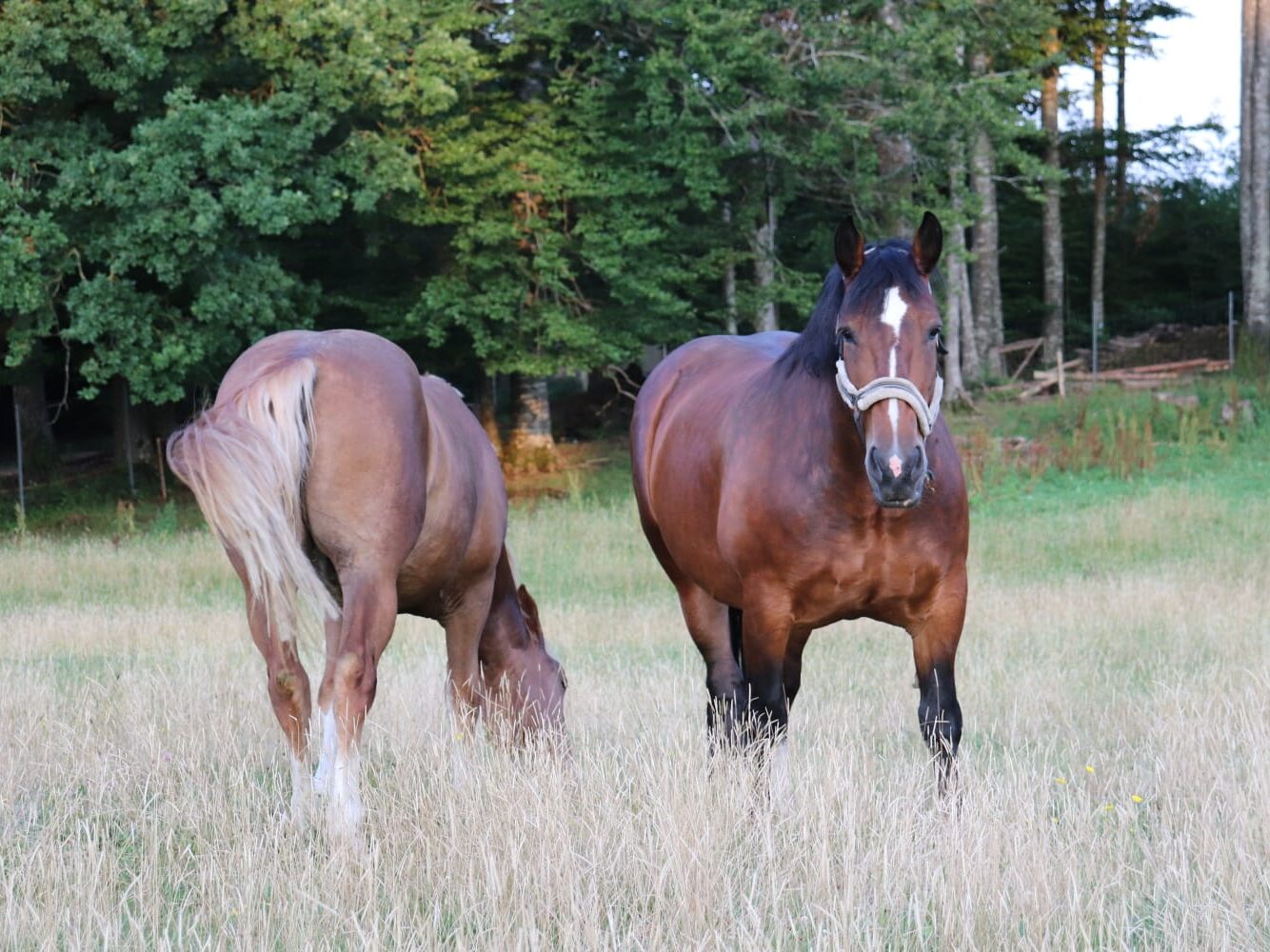 Wildtierpark: Bergtierpark Blindham