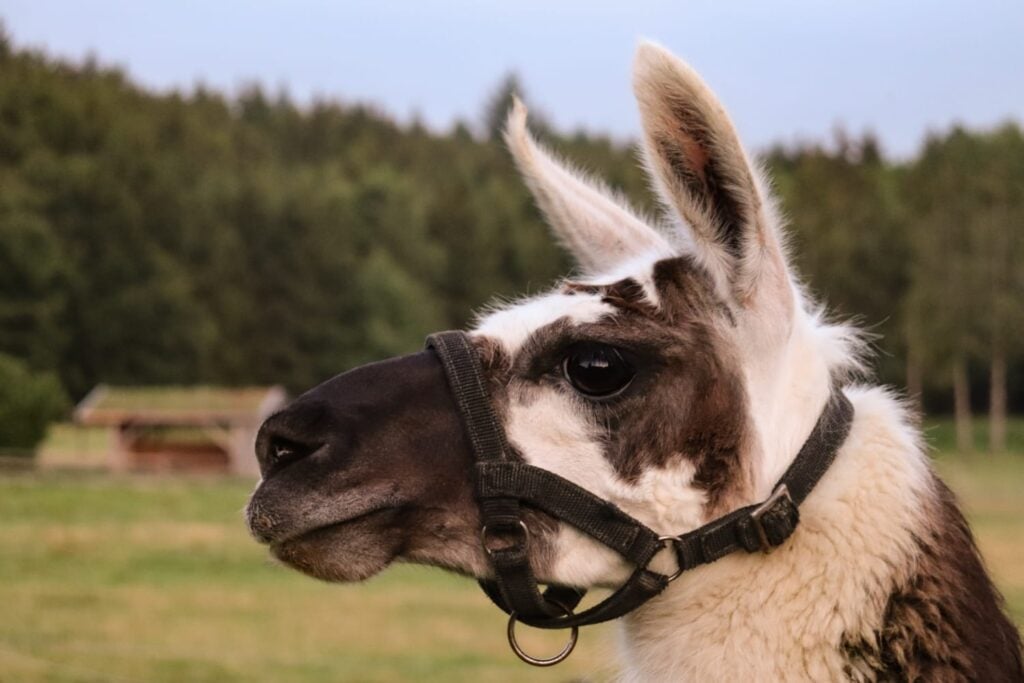 Wildtierpark: Bergtierpark Blindham