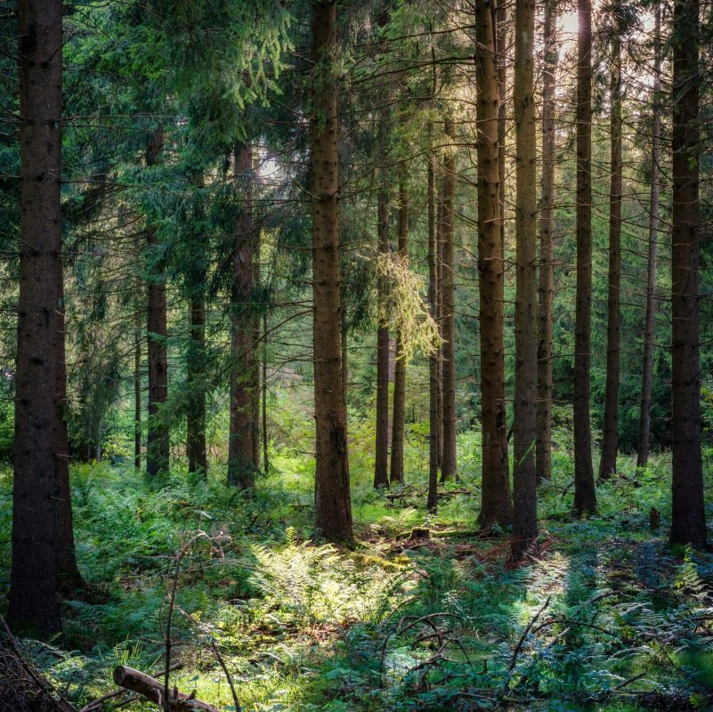 Walderlebniszentrum Grünwald: Walderlebnispfad