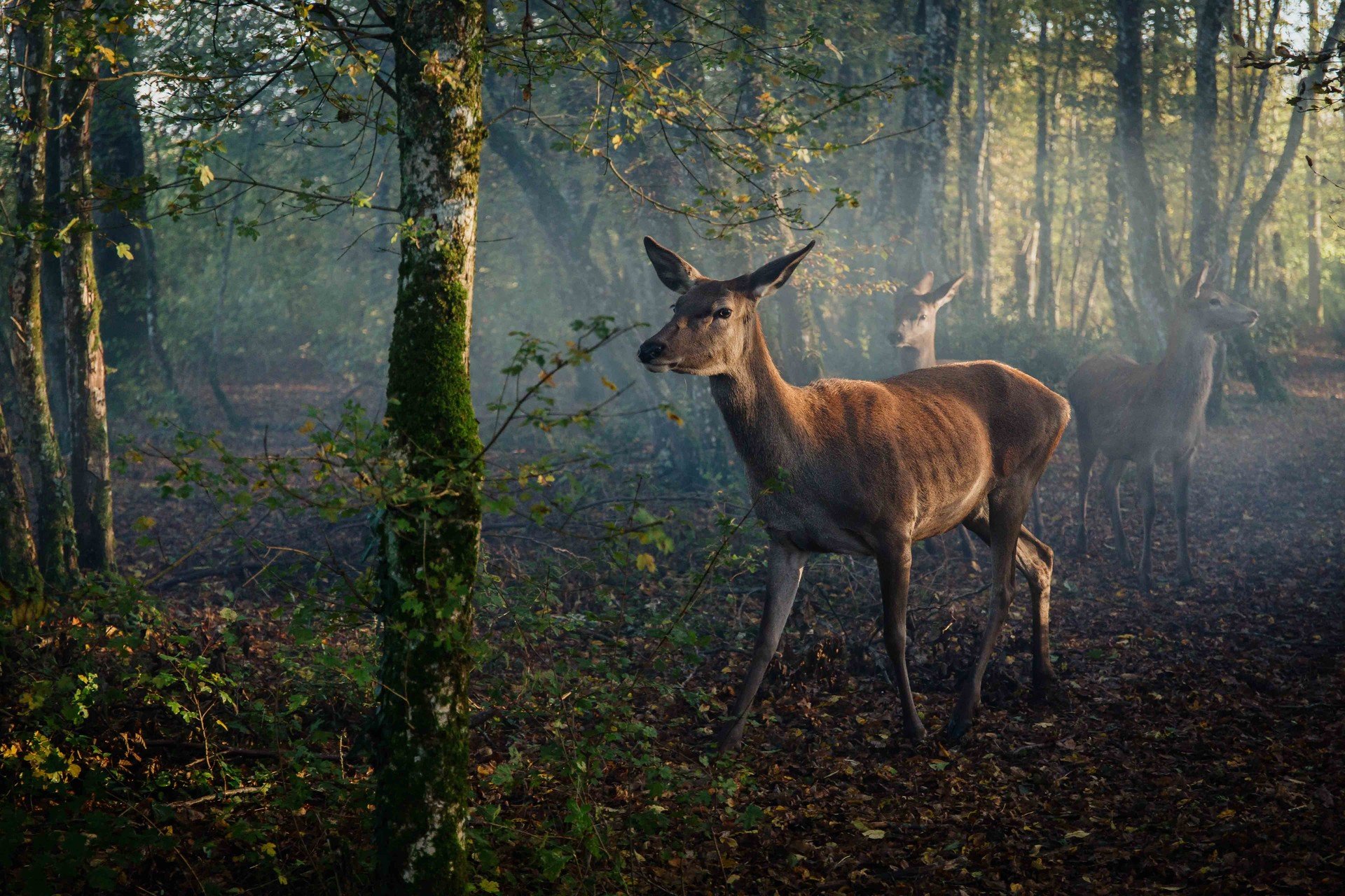 Bilder aus Bambi - Eine Lebensgeschichte aus dem Wald