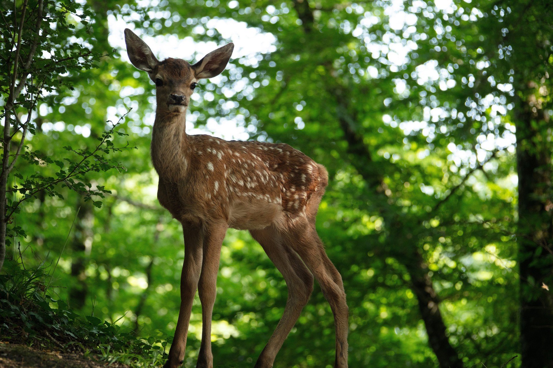 Bilder aus Bambi - Eine Lebensgeschichte aus dem Wald