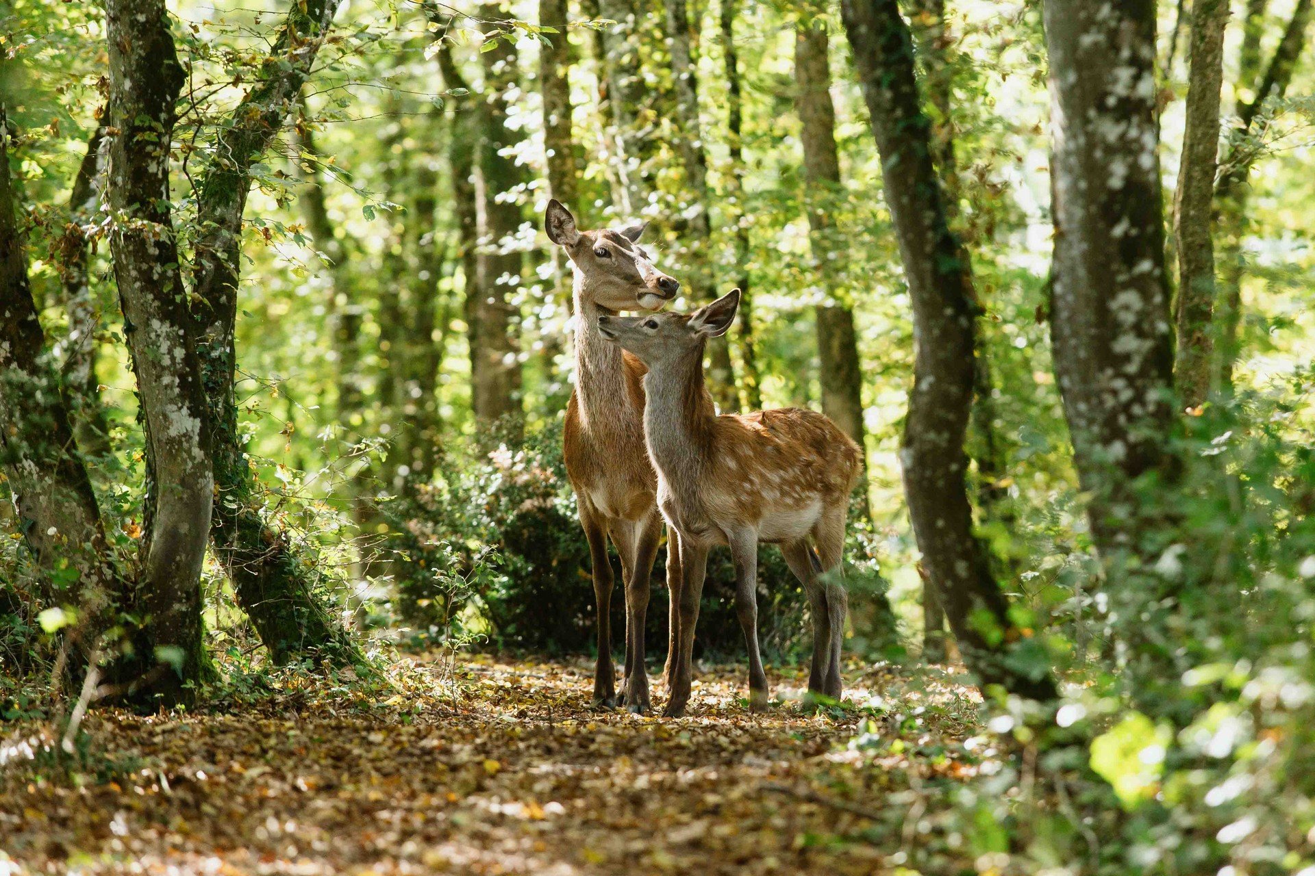 Bilder aus Bambi - Eine Lebensgeschichte aus dem Wald