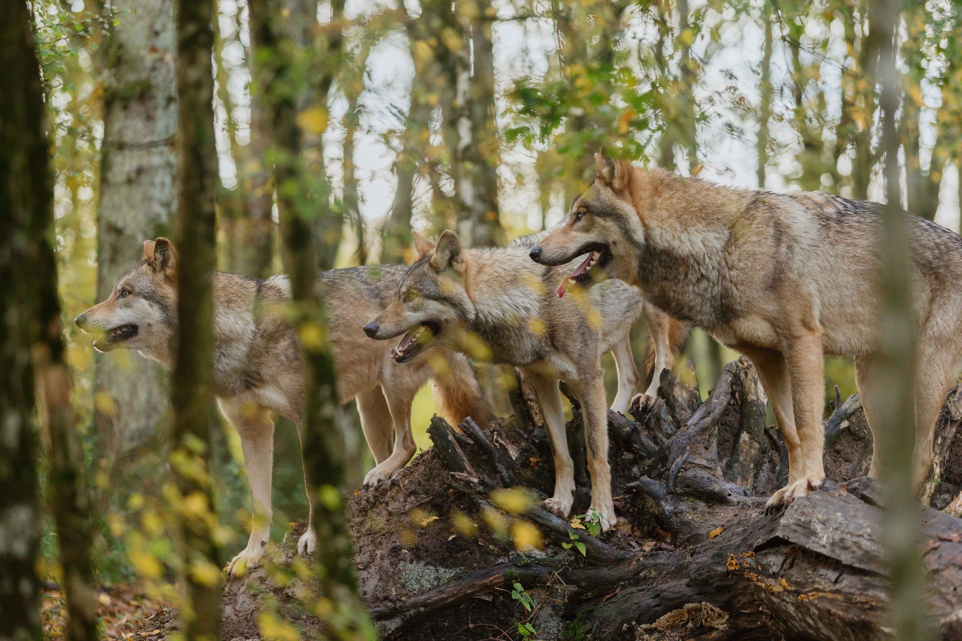Bilder aus Bambi - Eine Lebensgeschichte aus dem Wald