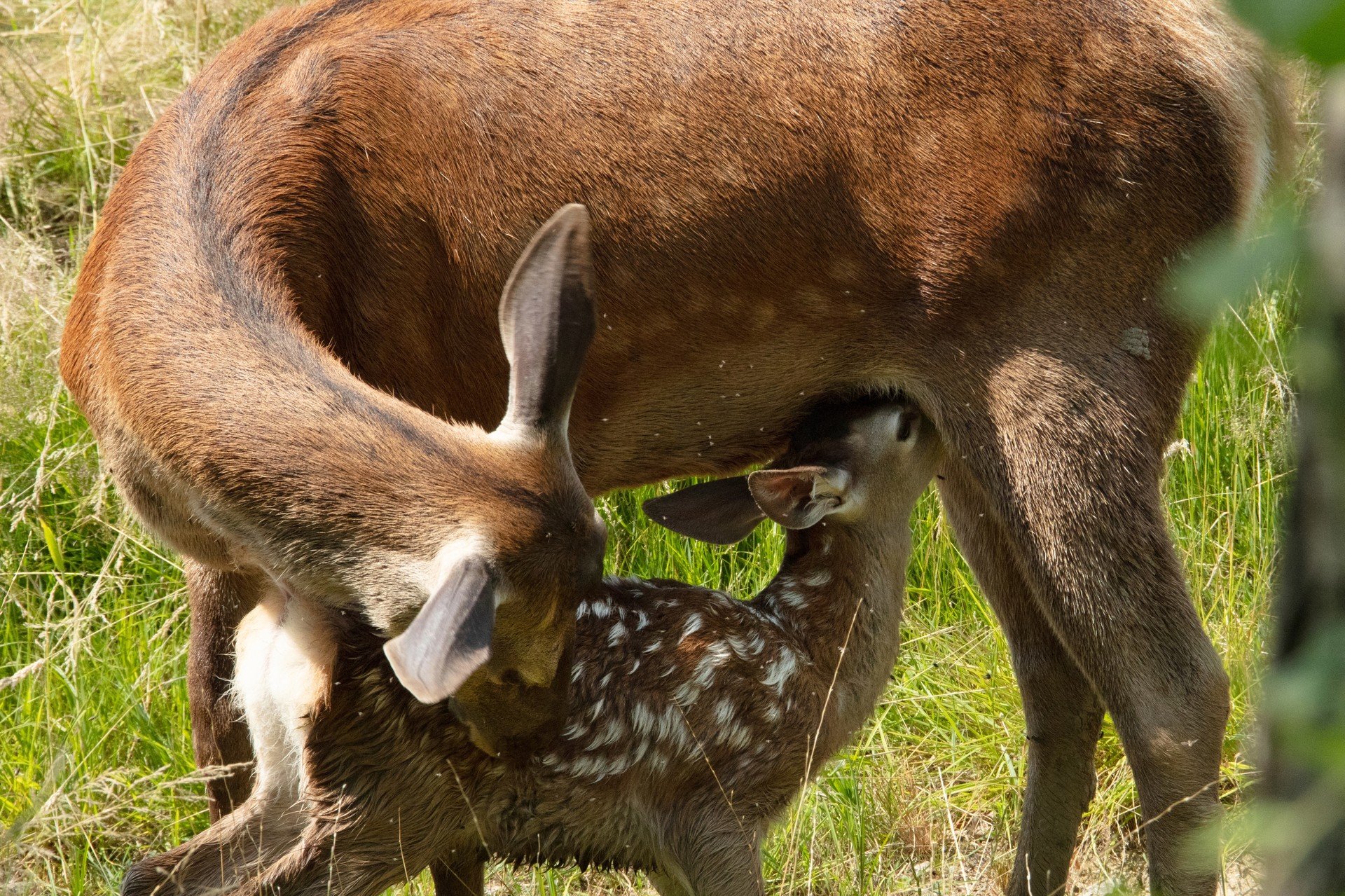 Bilder aus Bambi - Eine Lebensgeschichte aus dem Wald