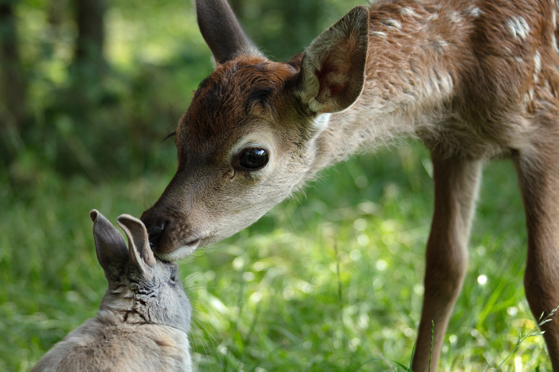 Bilder aus Bambi - Eine Lebensgeschichte aus dem Wald