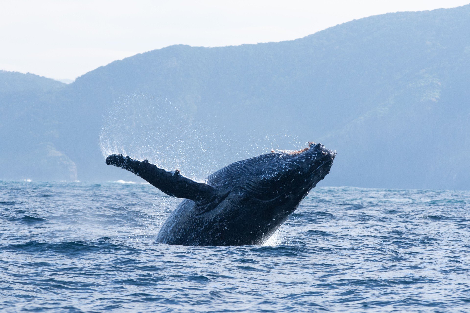 Bilder aus Ozean mit David Attenborough