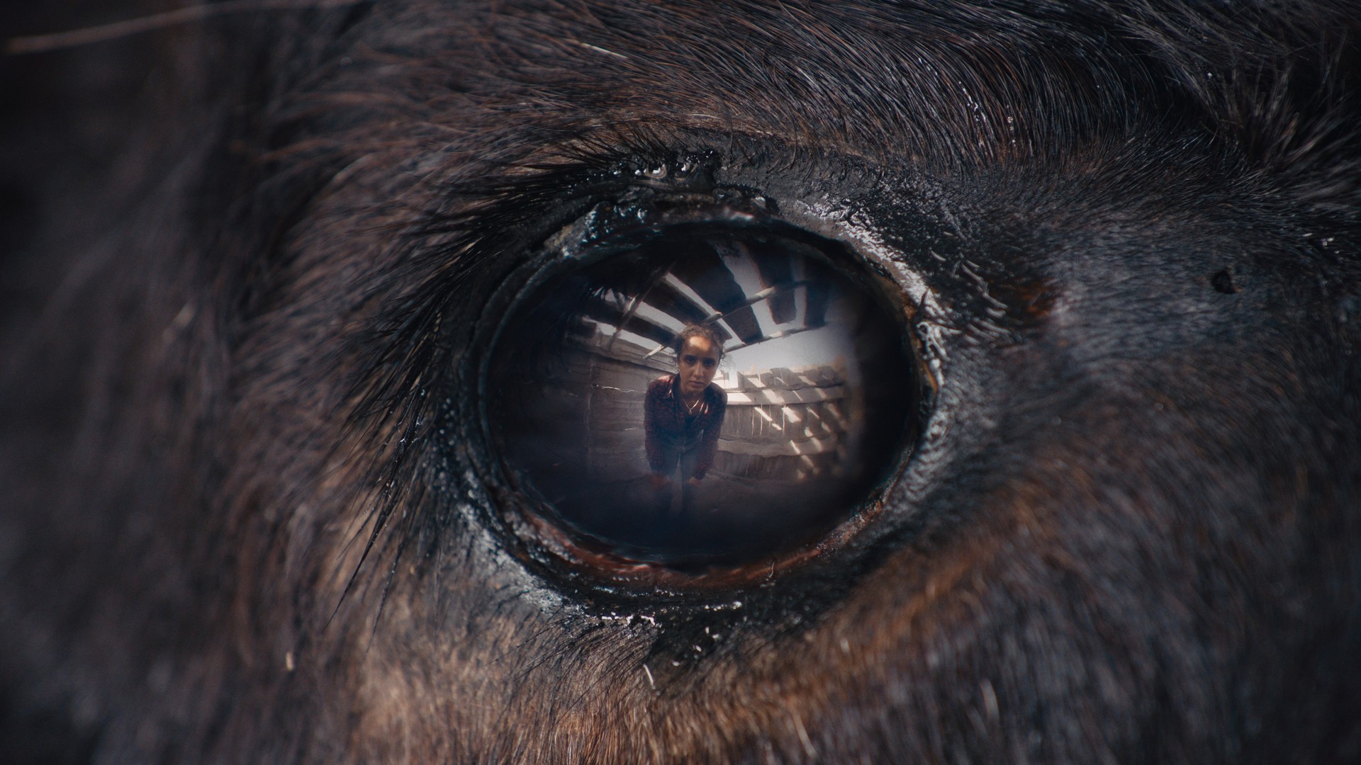 Bilder aus Animale