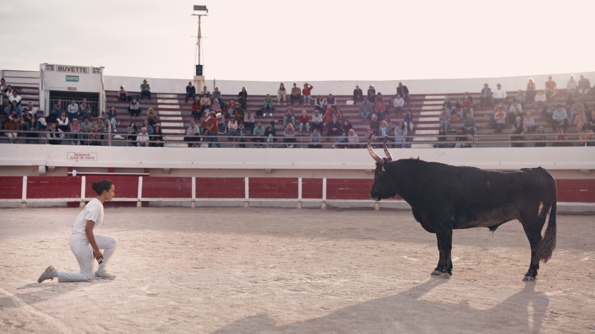 Bilder aus Animale