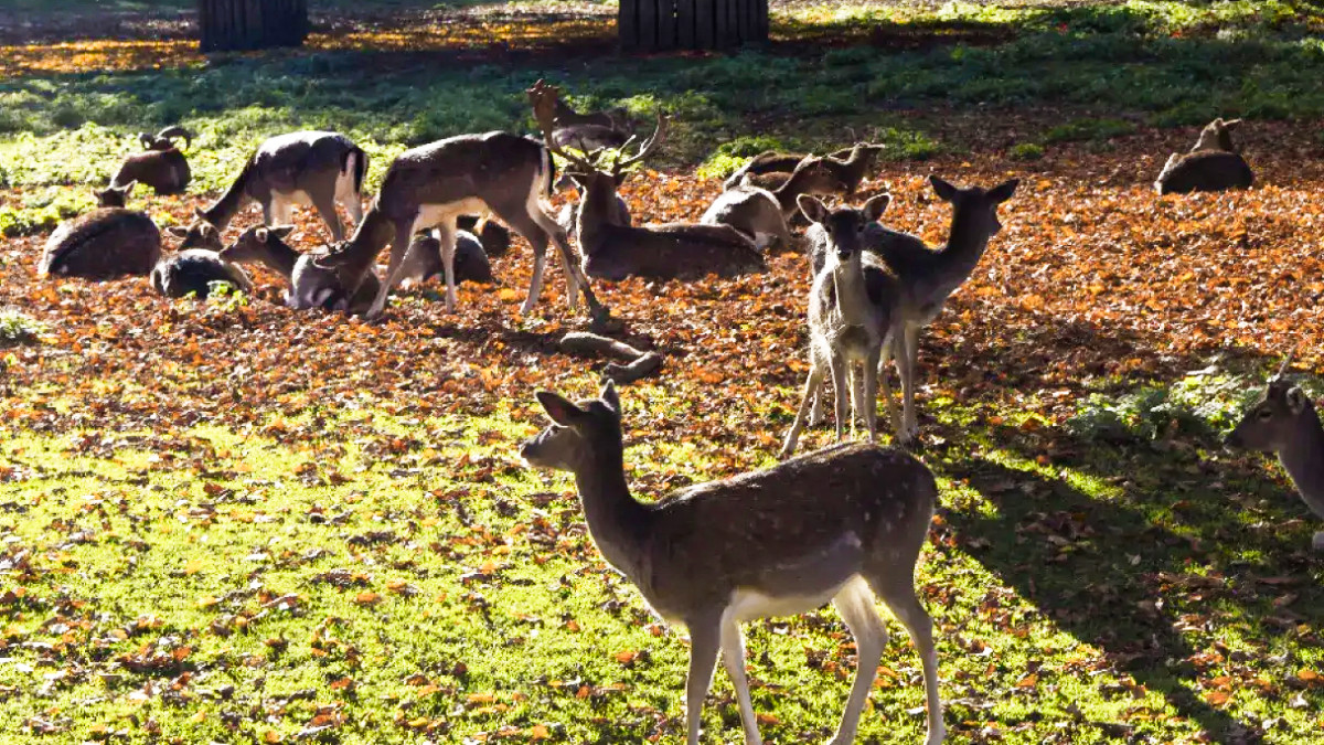 Wildgehege im Hirschgarten